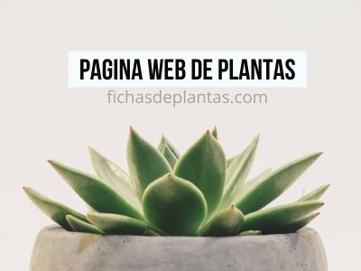 la mejor web de plantas