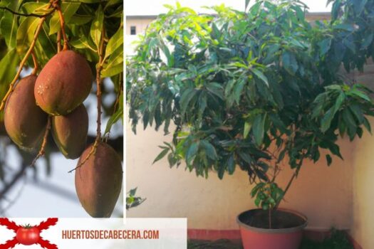Cultivo del mango en maceta