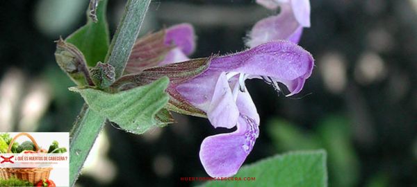 Las flores de la Salvia officinalis