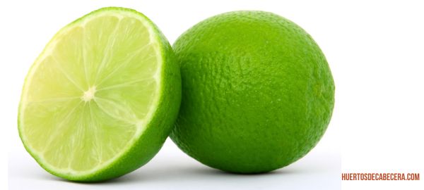 limón mexicano