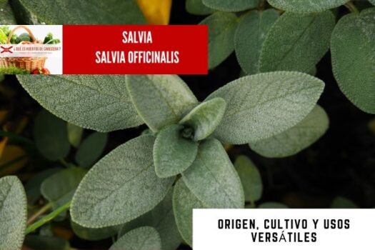 Salvia officinalis, planta